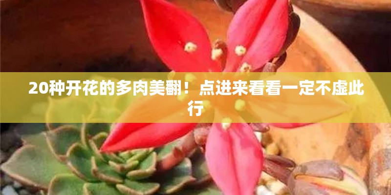 20种开花的多肉美翻！点进来看看一定不虚此行