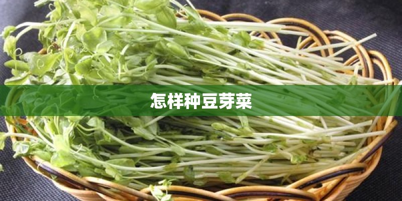 怎样种豆芽菜