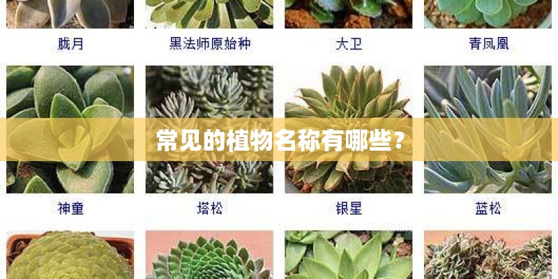 常见的植物名称有哪些？