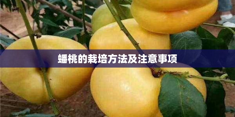 蟠桃的栽培方法及注意事项