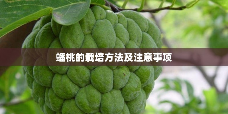 蟠桃的栽培方法及注意事项