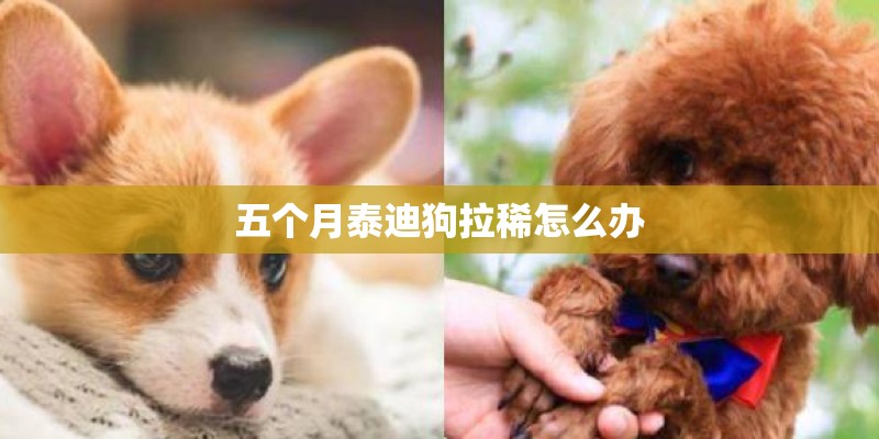 五个月泰迪狗拉稀怎么办