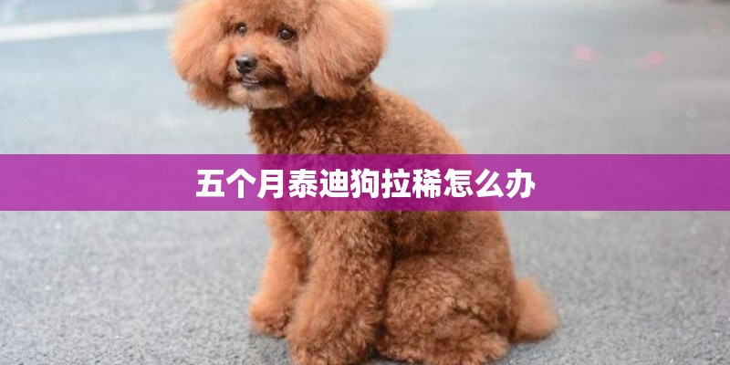 五个月泰迪狗拉稀怎么办 五个月泰迪狗拉稀怎么办