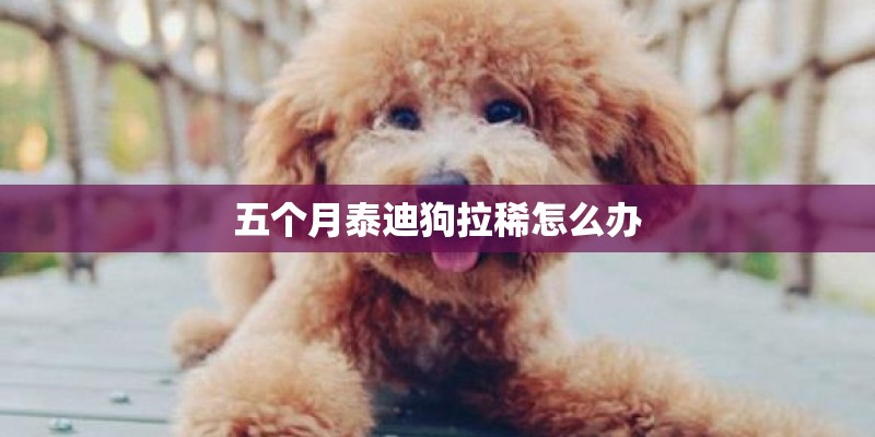 五个月泰迪狗拉稀怎么办 五个月泰迪狗拉稀怎么办