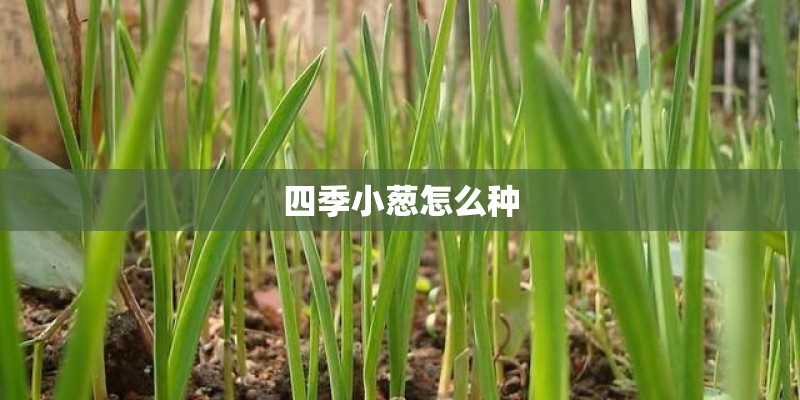 四季小葱怎么种