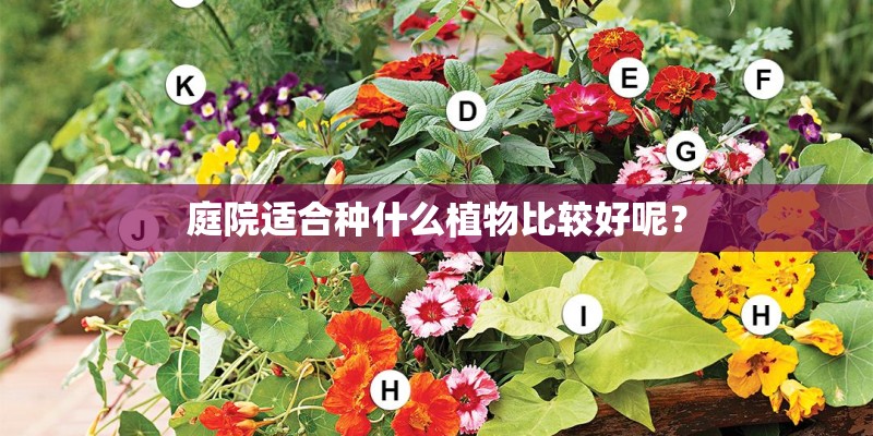 庭院适合种什么植物比较好呢？