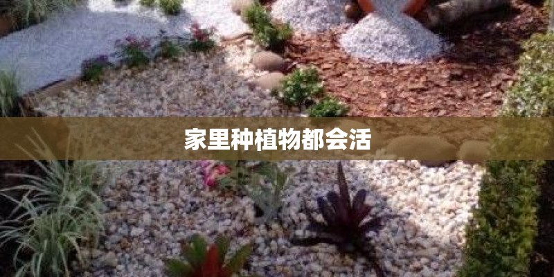 家里种植物都会活