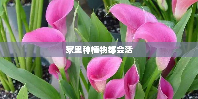 家里种植物都会活