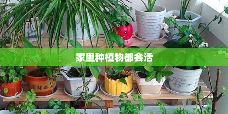 家里种植物都会活