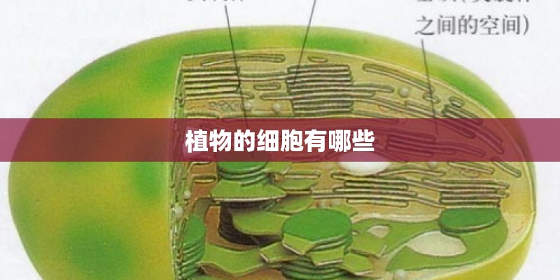 植物的细胞有哪些