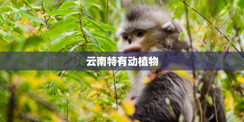 云南特有动植物