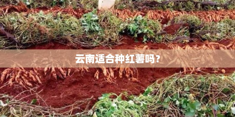 云南适合种红薯吗？