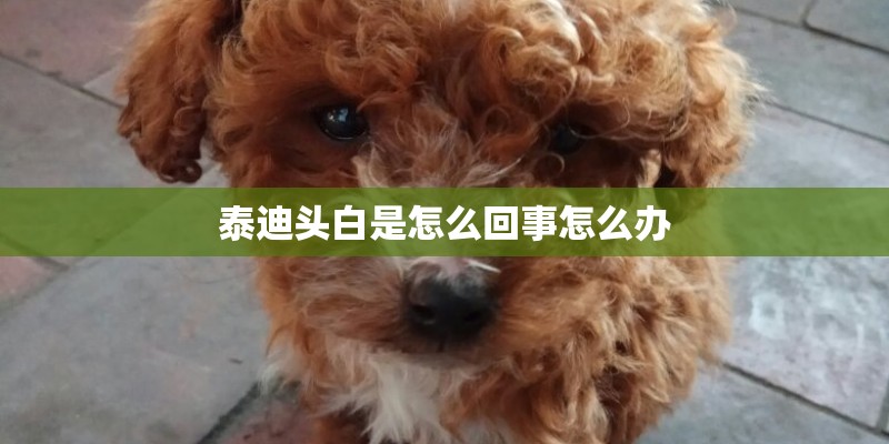 泰迪头白是怎么回事怎么办