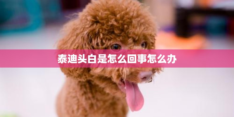 泰迪头白是怎么回事怎么办