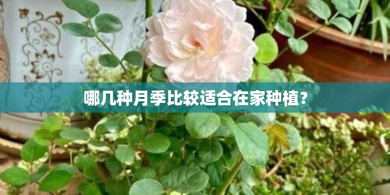 哪几种月季比较适合在家种植？