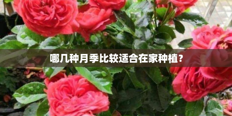 哪几种月季比较适合在家种植？
