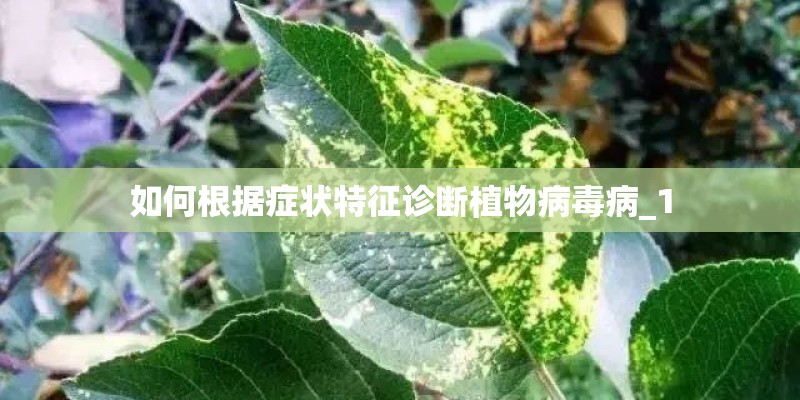 如何根据症状特征诊断植物病毒病_1