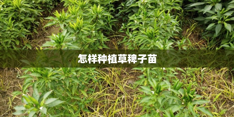 怎样种植草稗子苗