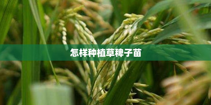 怎样种植草稗子苗