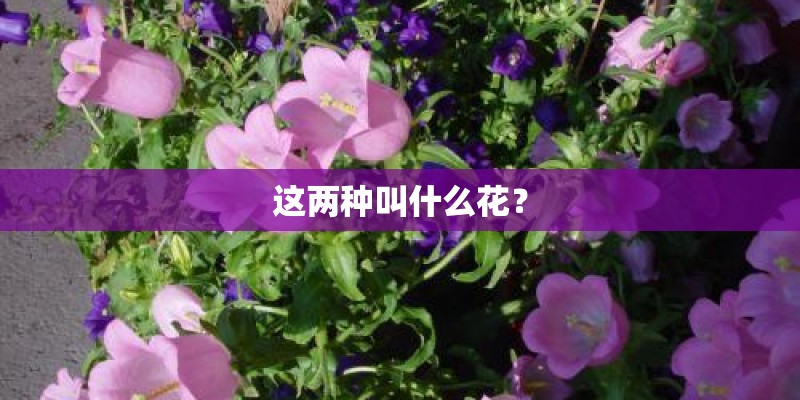 这两种叫什么花？
