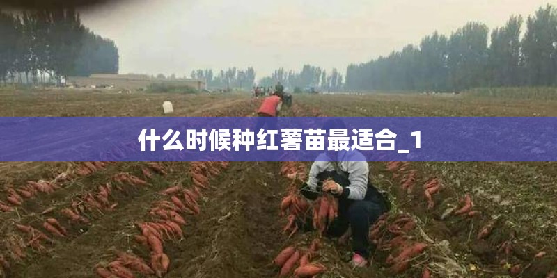 什么时候种红薯苗最适合_1