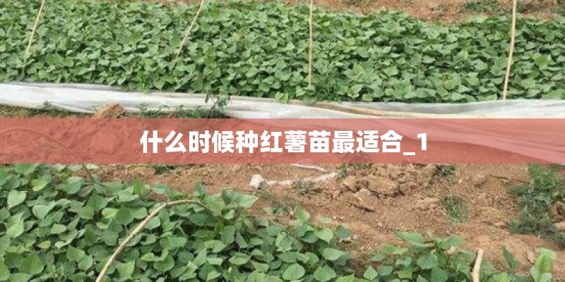 什么时候种红薯苗最适合_1