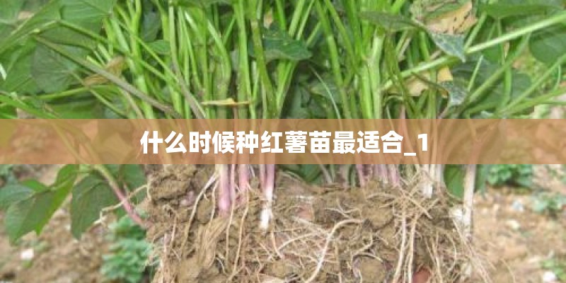 什么时候种红薯苗最适合_1