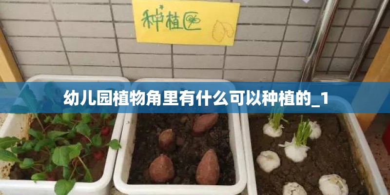 幼儿园植物角里有什么可以种植的_1
