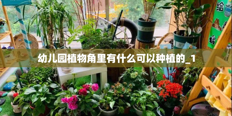 幼儿园植物角里有什么可以种植的_1