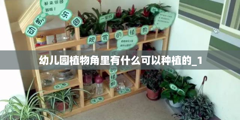 幼儿园植物角里有什么可以种植的_1
