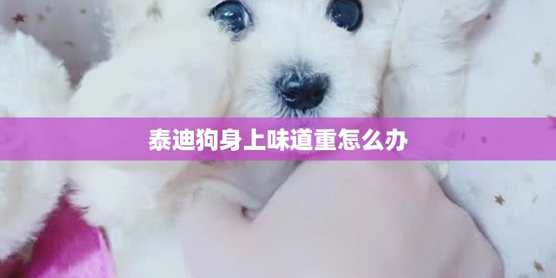 泰迪狗身上味道重怎么办