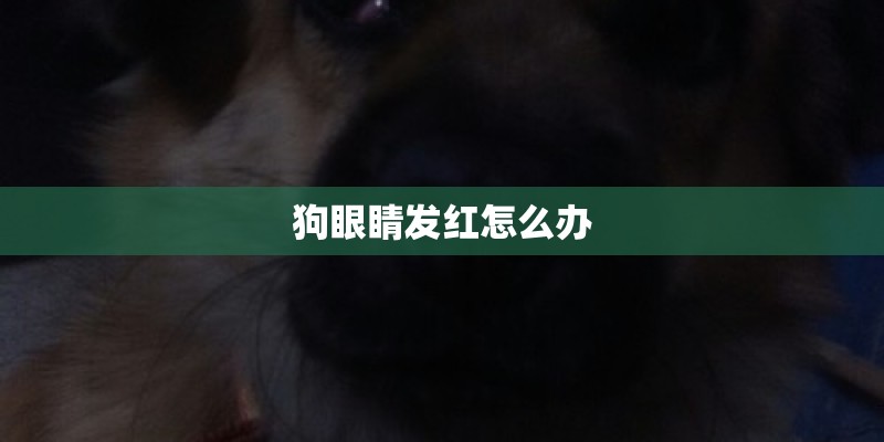 狗眼睛发红怎么办