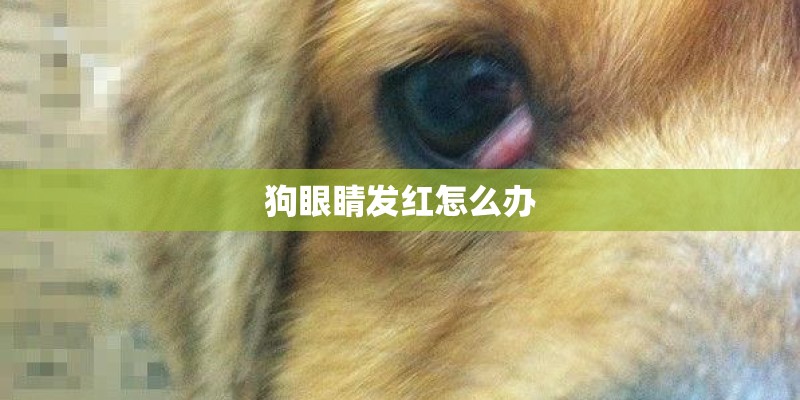 狗眼睛发红怎么办