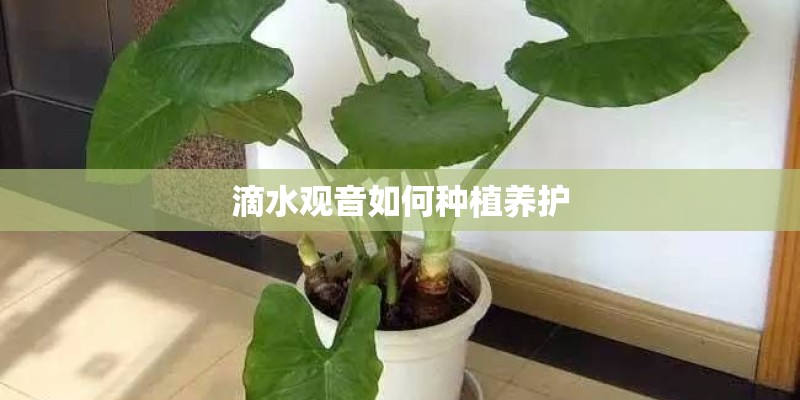 滴水观音如何种植养护