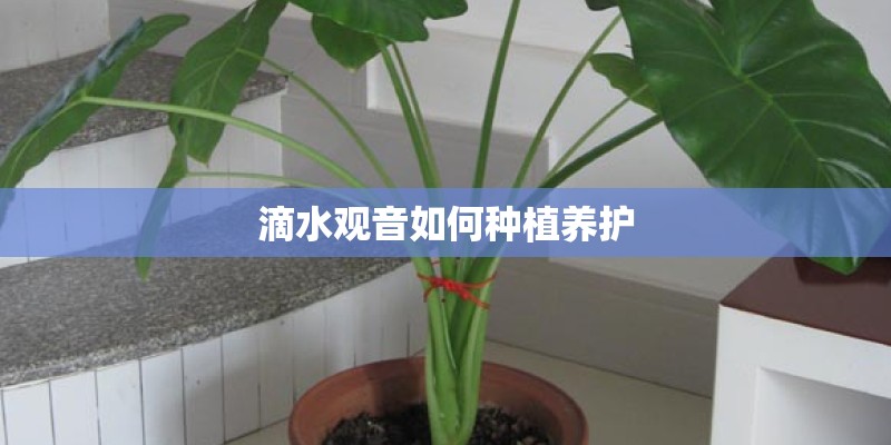 滴水观音如何种植养护
