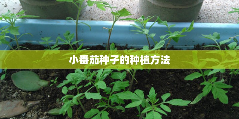 小番茄种子的种植方法