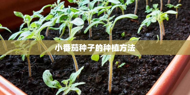 小番茄种子的种植方法
