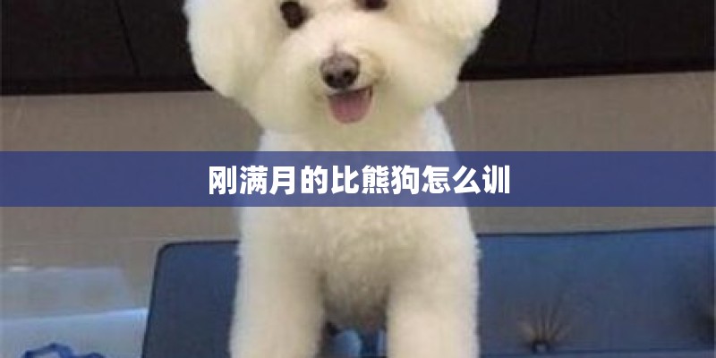 刚满月的比熊狗怎么训