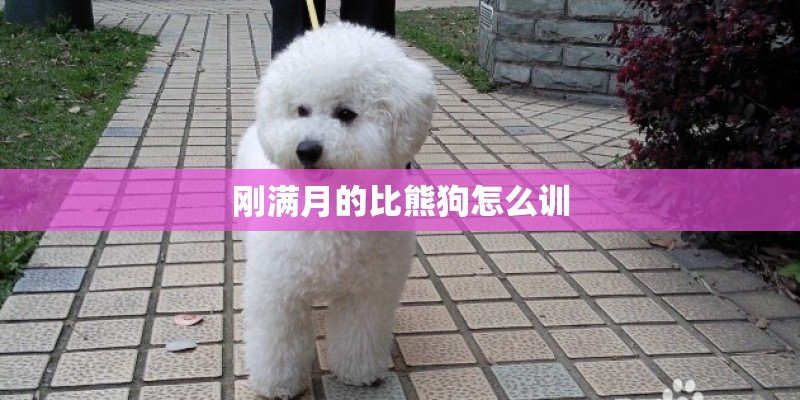 刚满月的比熊狗怎么训