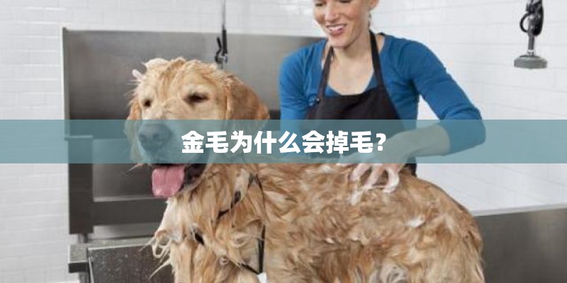 金毛为什么会掉毛？