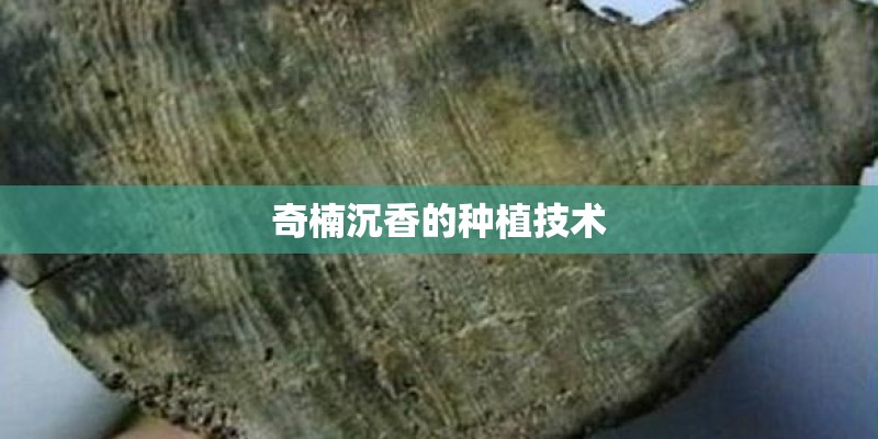 奇楠沉香的种植技术