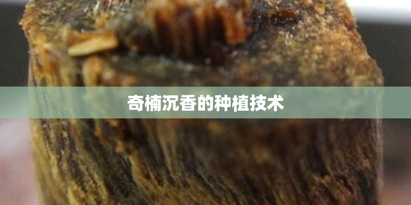 奇楠沉香的种植技术