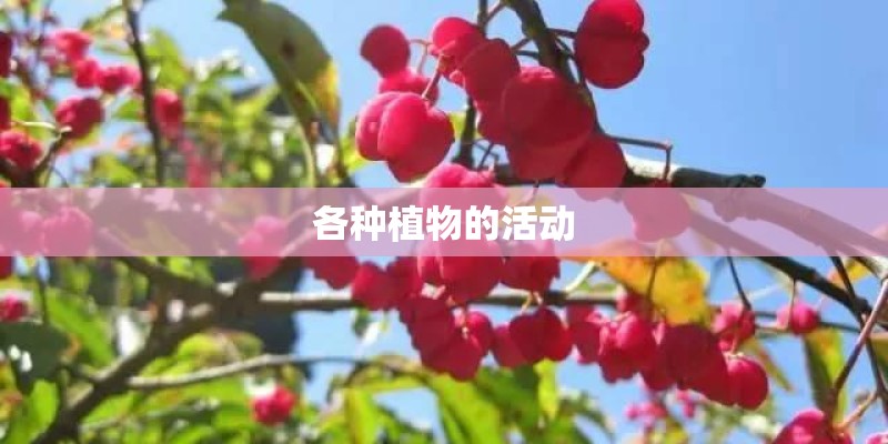 各种植物的活动