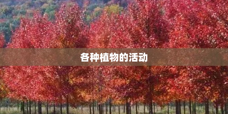 各种植物的活动