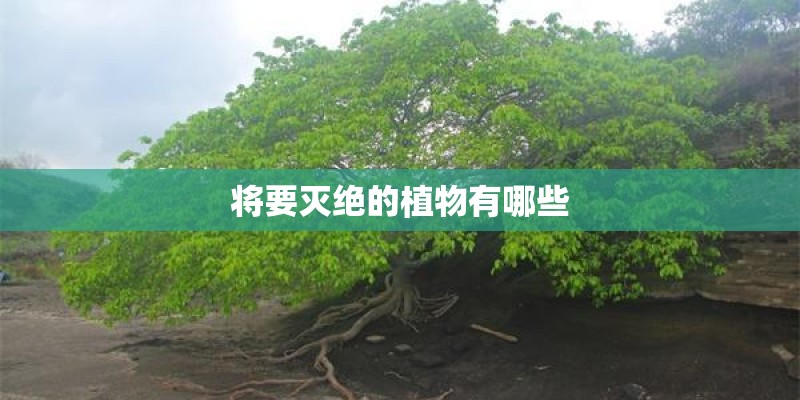 将要灭绝的植物有哪些