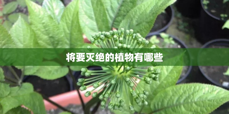 将要灭绝的植物有哪些