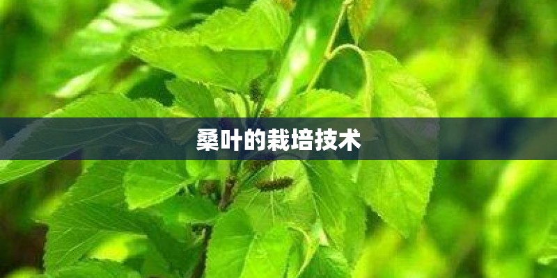桑叶的栽培技术