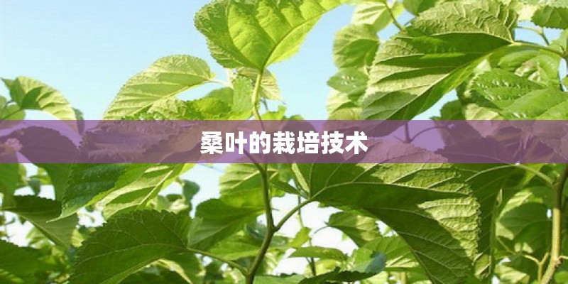 桑叶的栽培技术