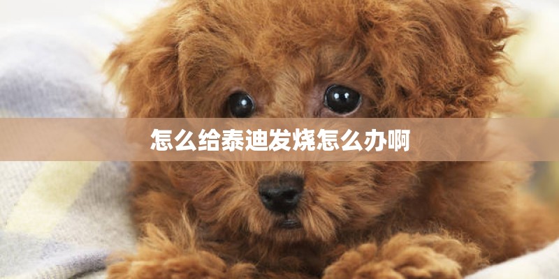 怎么给泰迪发烧怎么办啊