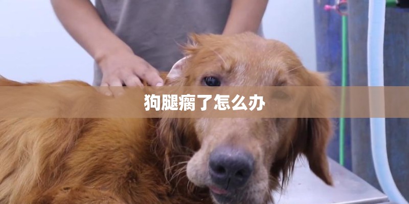 狗腿瘸了怎么办